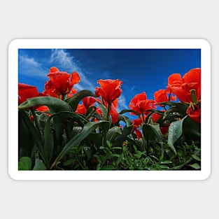 Red Tulips Sticker